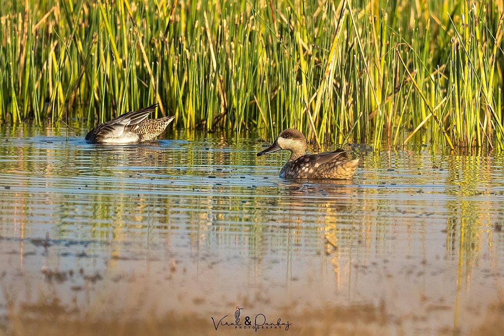 Marbled Duck